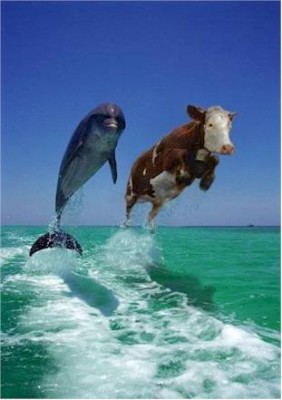 Salt delfin si vaca